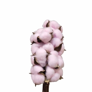 Cotton stems