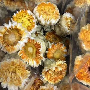 Chrysunthemum bleached