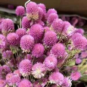 Gomphrena globosa