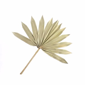 Sun palm natural
