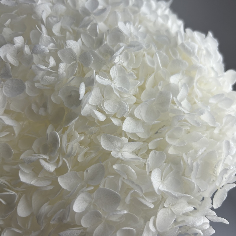 Hydrangea bleached small leaf-pure color