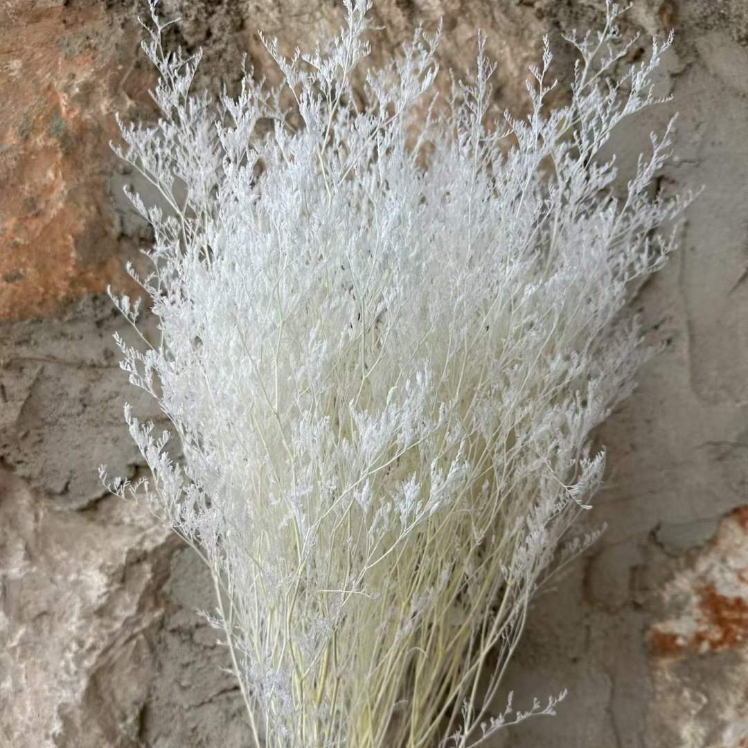 limonium bleached