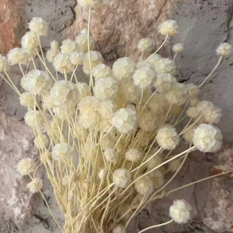 Scabiosa spray