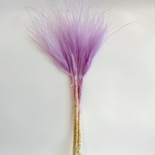 Stipa grass