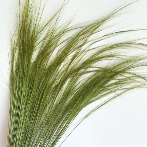 Barba grass